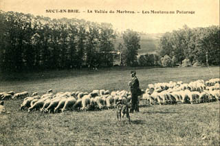 Les moutons dans la vllée du Morbras