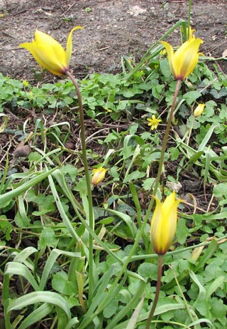 Des Tulipes de la Doutre, dbut avril 2008