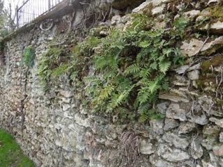 Fougres et vgtation des vieux murs