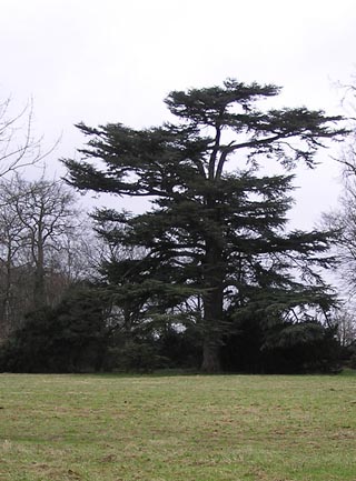 Le Cdre du parc en 2007