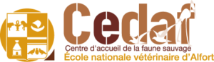 Logo duu CEDAF