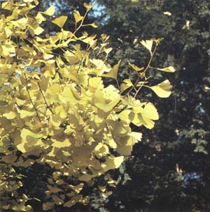 Couleur des feuilles de Gingko en automne